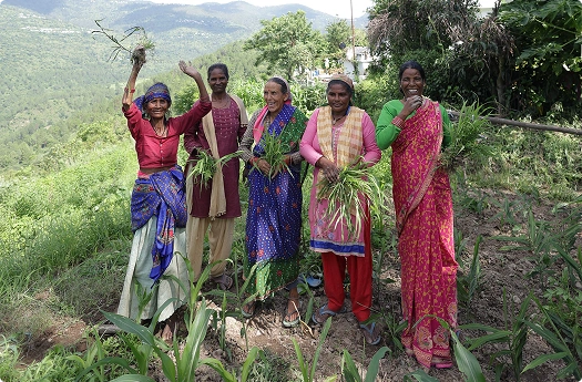 Empowering Binoli Farmers Through Sustainable Practices