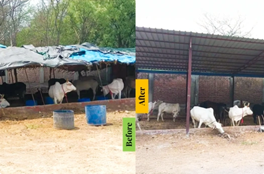 Secure Shelters for Abandoned Cows in Delhi & Almora