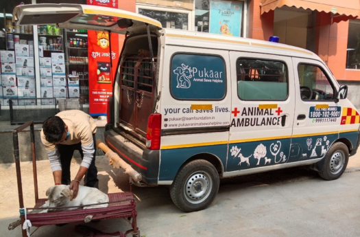Pukaar Animal Sewa Helpline