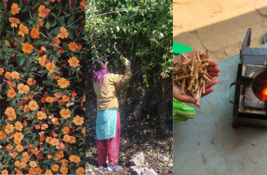 Lantana Eradication Initiative